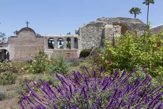 Imagem de Salvia leucantha Cav.