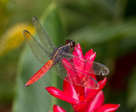 Слика од Libellula herculea Karsch 1889