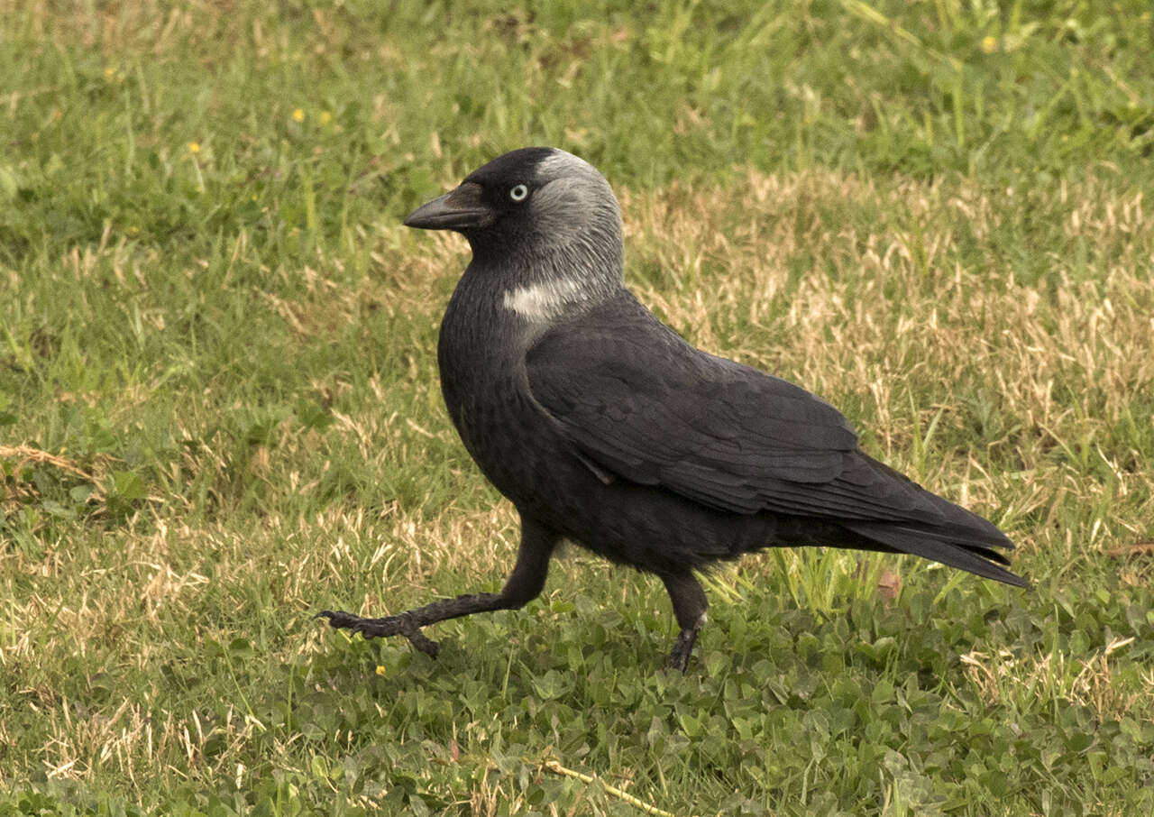 Image of Eurasian Jackdaw