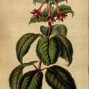 Imagem de Fuchsia sylvatica Benth.