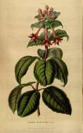 Imagem de Fuchsia sylvatica Benth.