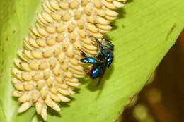 Image of orchid bee