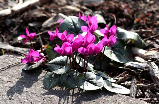 Image of Cyclamen coum Miller