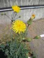 Plancia ëd Sonchus arvensis L.