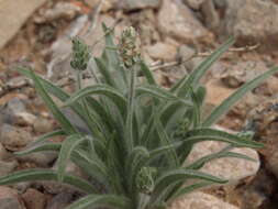 Image of blond plantain