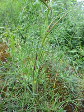 Image of hog's-fennel