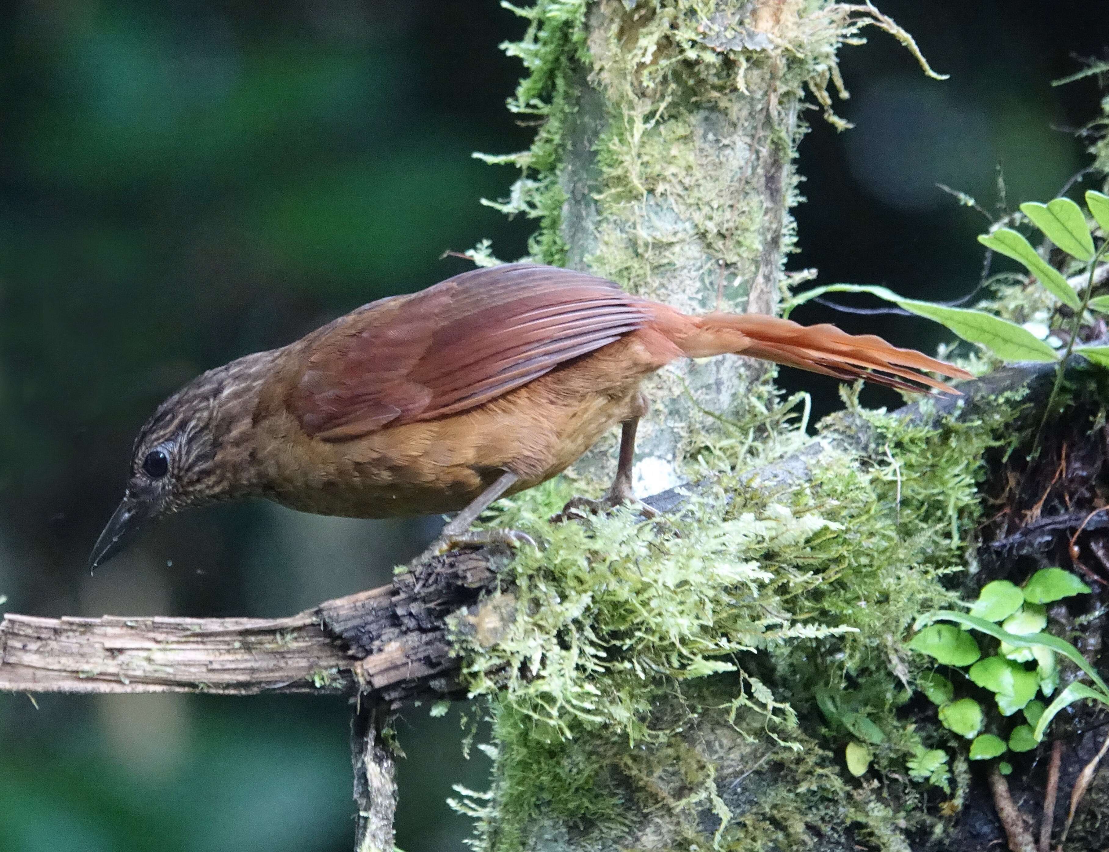 Image of Strong-billed Woodcreeper