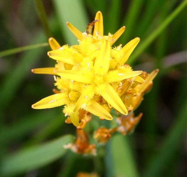 Image of Bog asphodel