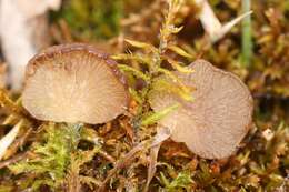 Image de Arrhenia lobata (Pers.) Kühner & Lamoure ex Redhead 1984