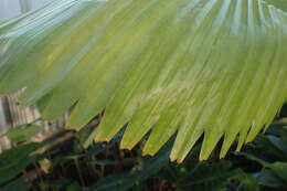 Image of Vanuatu fan palm