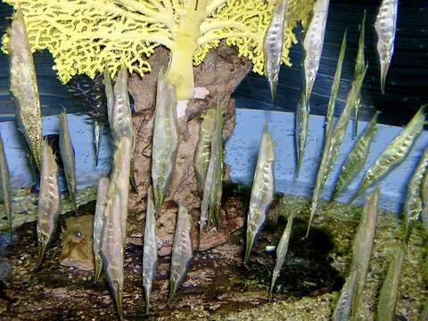 Image of Speckled shrimpfish