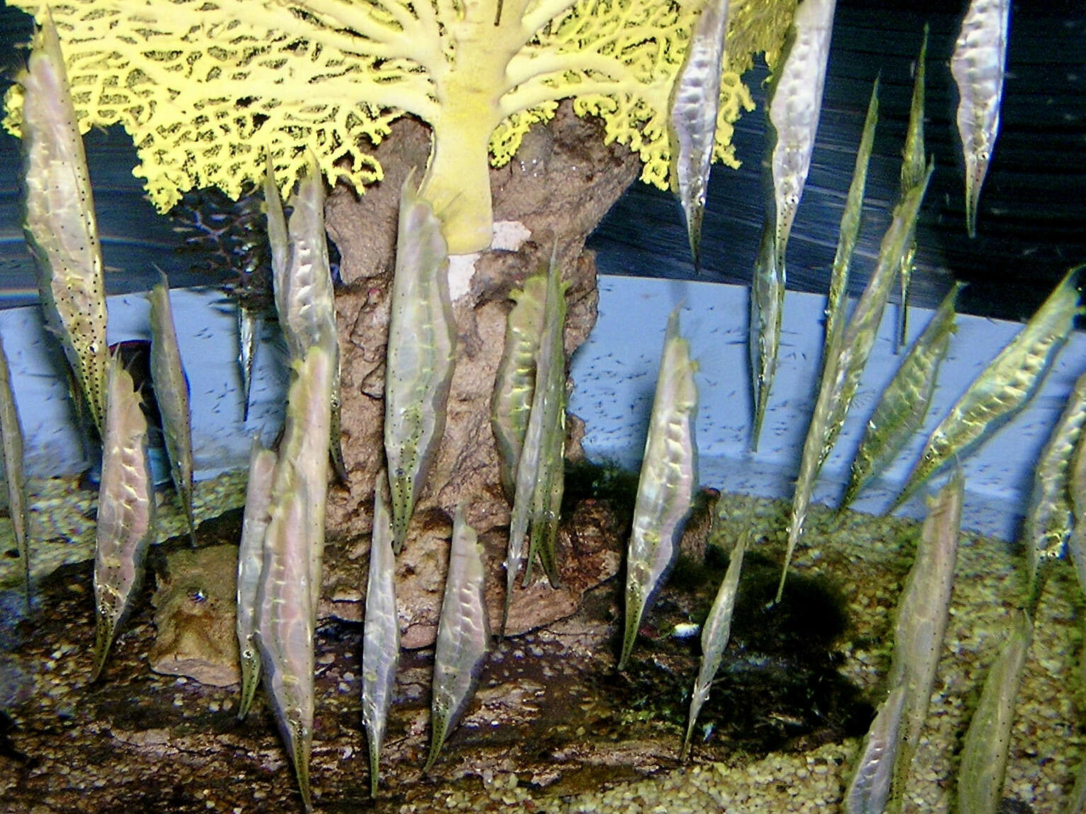 Image of Speckled shrimpfish