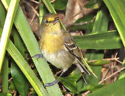 Image of Thick-billed Vireo
