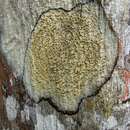 Image of trypelthelium lichen