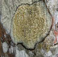 Image of trypelthelium lichen