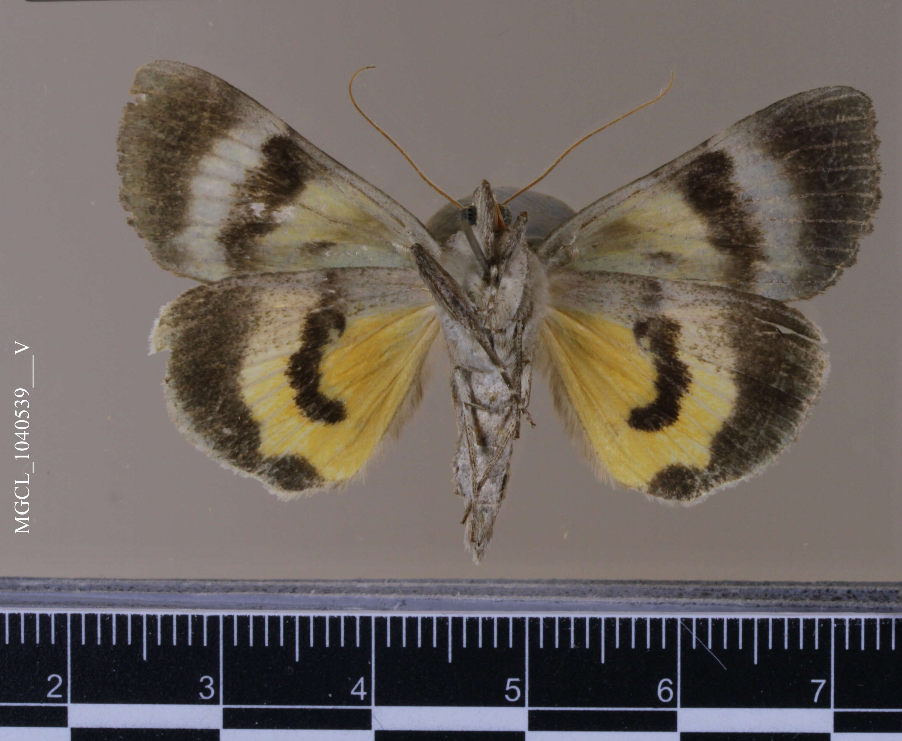 Image of Married Underwing