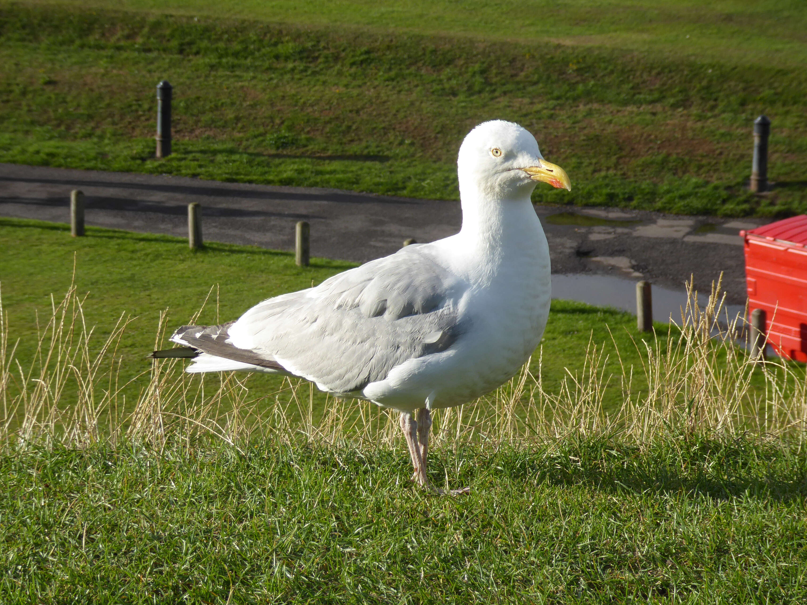 Image of European Herring Gull