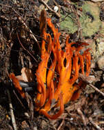 Imagem de Calocera viscosa (Pers.) Fr. 1821