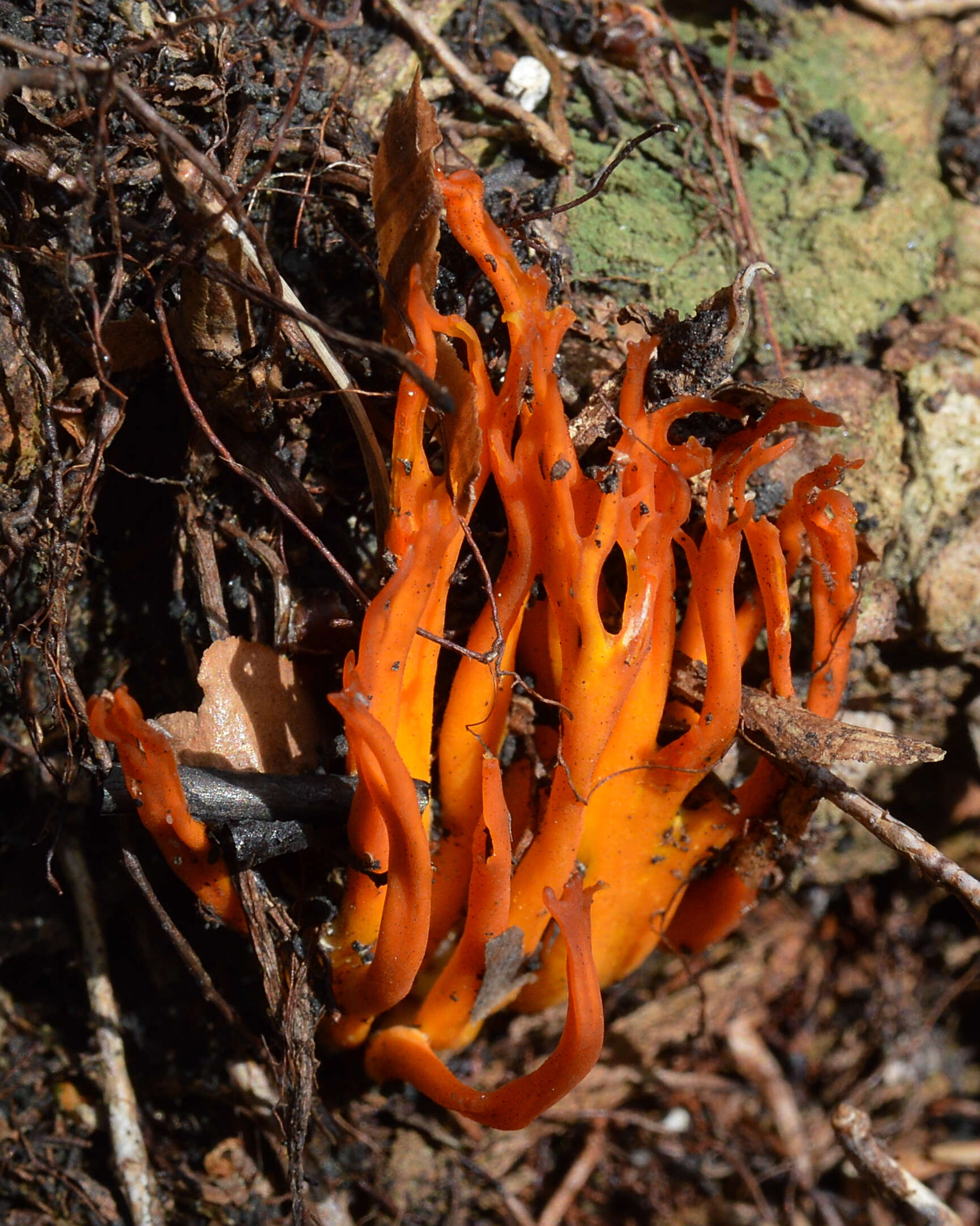 Imagem de Calocera viscosa (Pers.) Fr. 1821