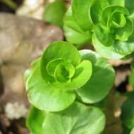 Image of creeping jenny