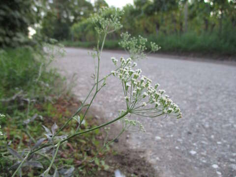 Image of longleaf