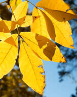 Image of shagbark hickory