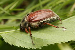 Image of Common cockchafer