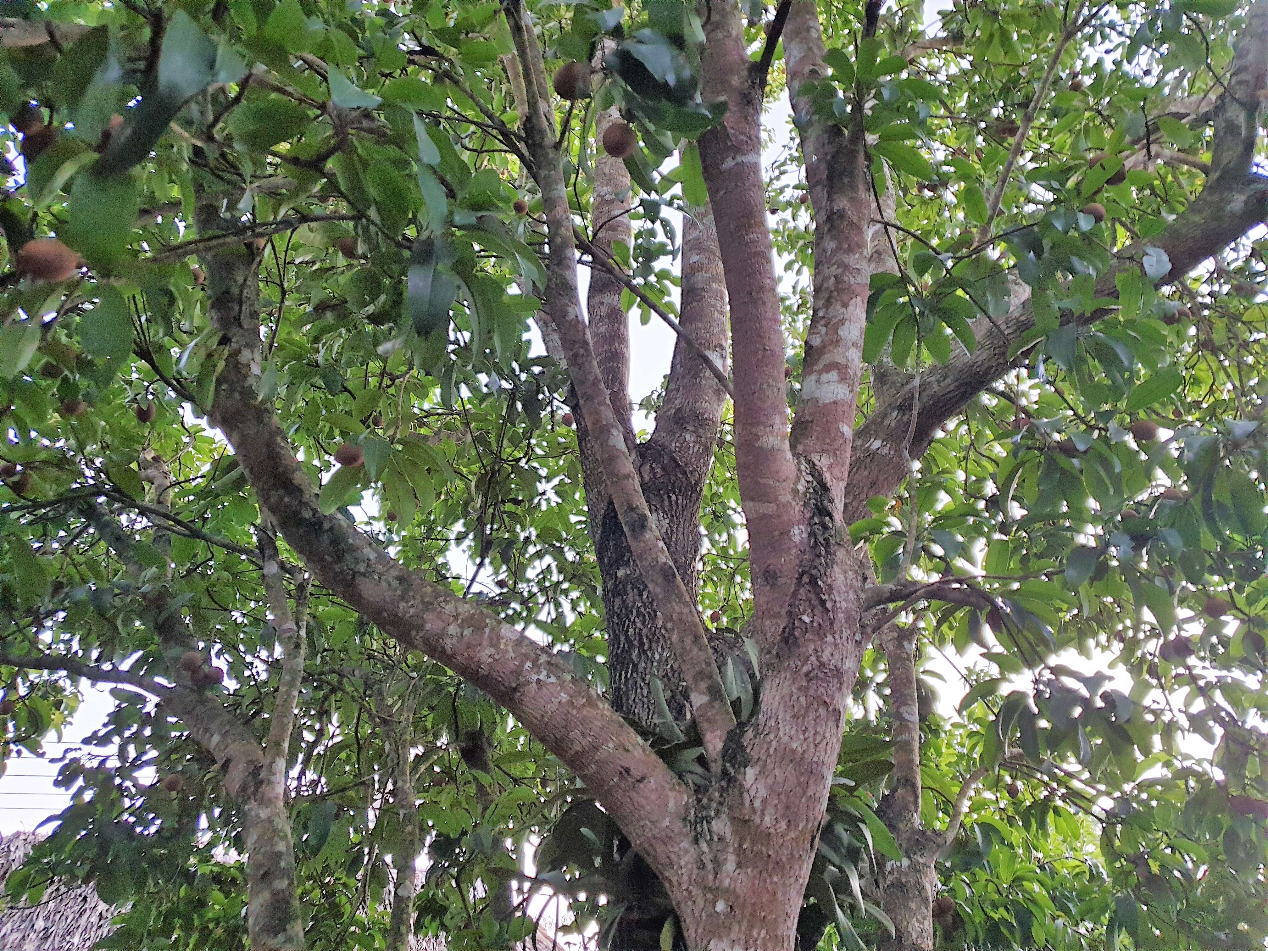 Image of sapodilla