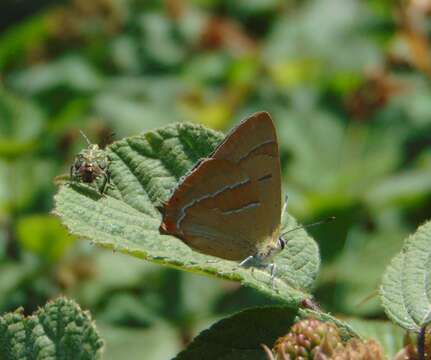 Image of Brown Hairstreak