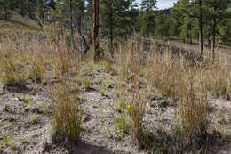 Image de Schizachyrium scoparium (Michx.) Nash