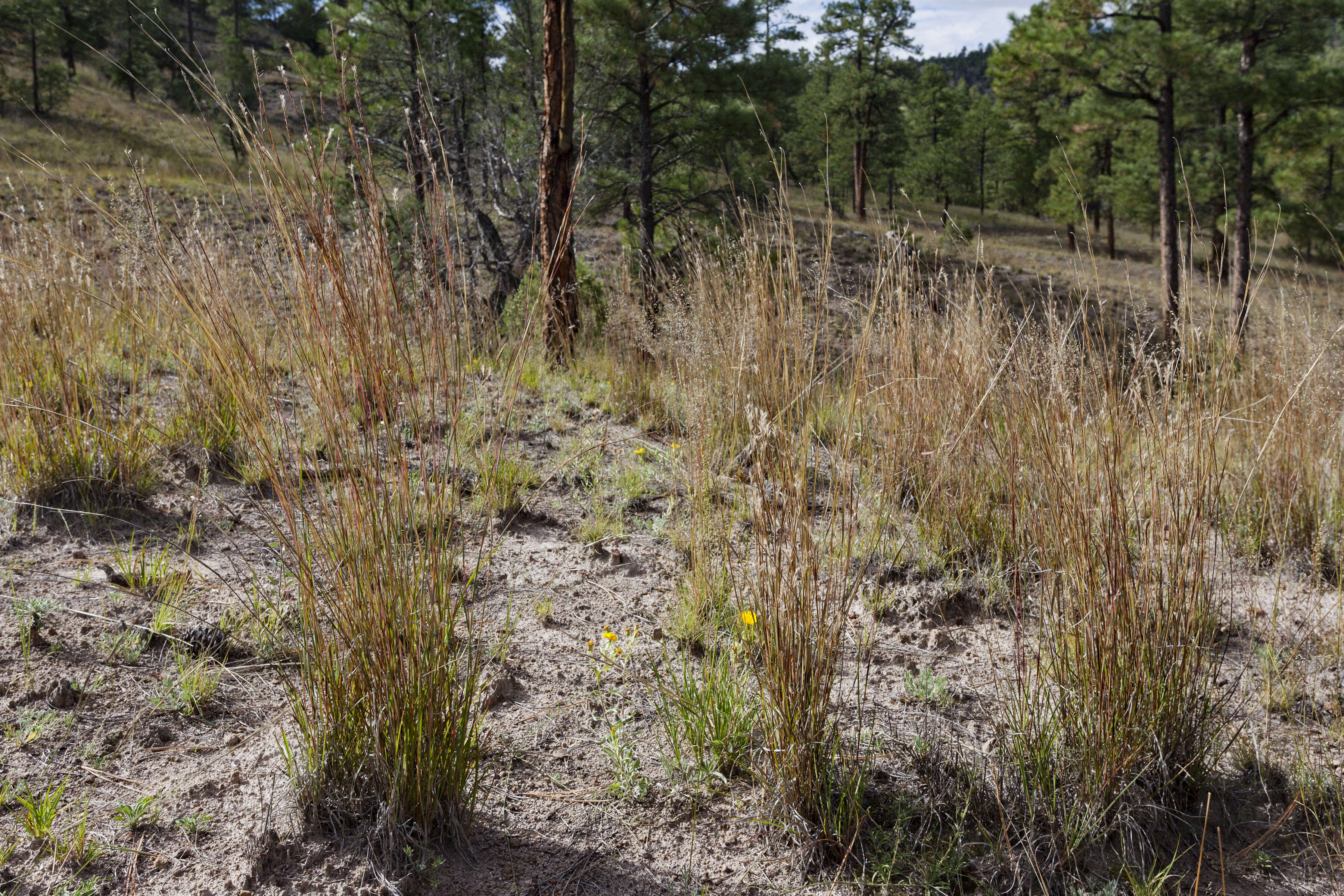 Imagem de Schizachyrium scoparium (Michx.) Nash