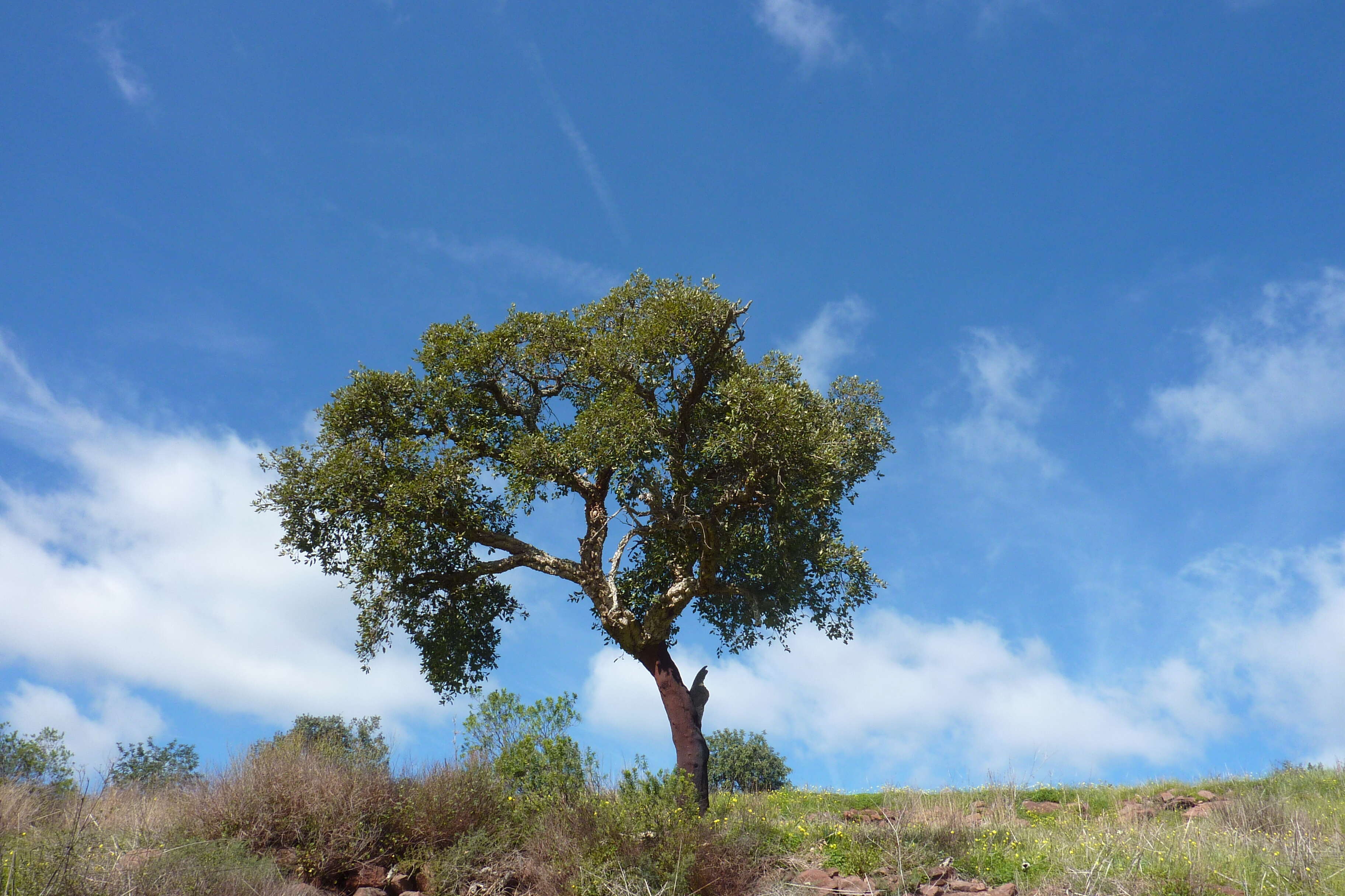 Image of Cork Oak