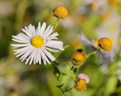 Boltonia decurrens (Torr. & A. Gray) Wood resmi