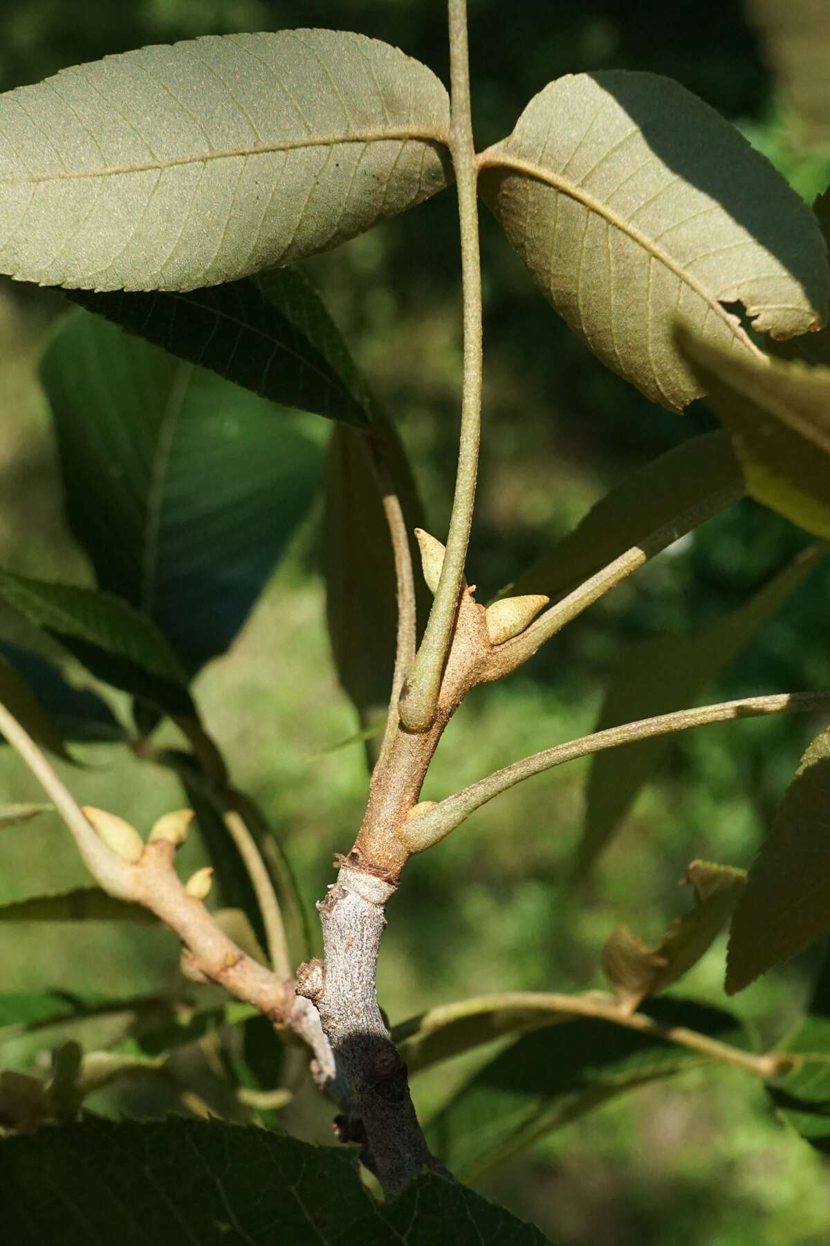 Image of nutmeg hickory