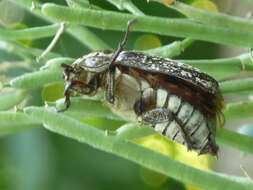 Image of Polyphylla fullo (Linnaeus 1758)