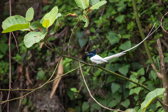 Image of Asian Paradise-Flycatcher