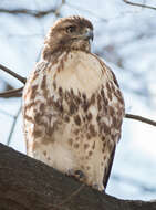 Image of Eastern Red-tailed Hawk