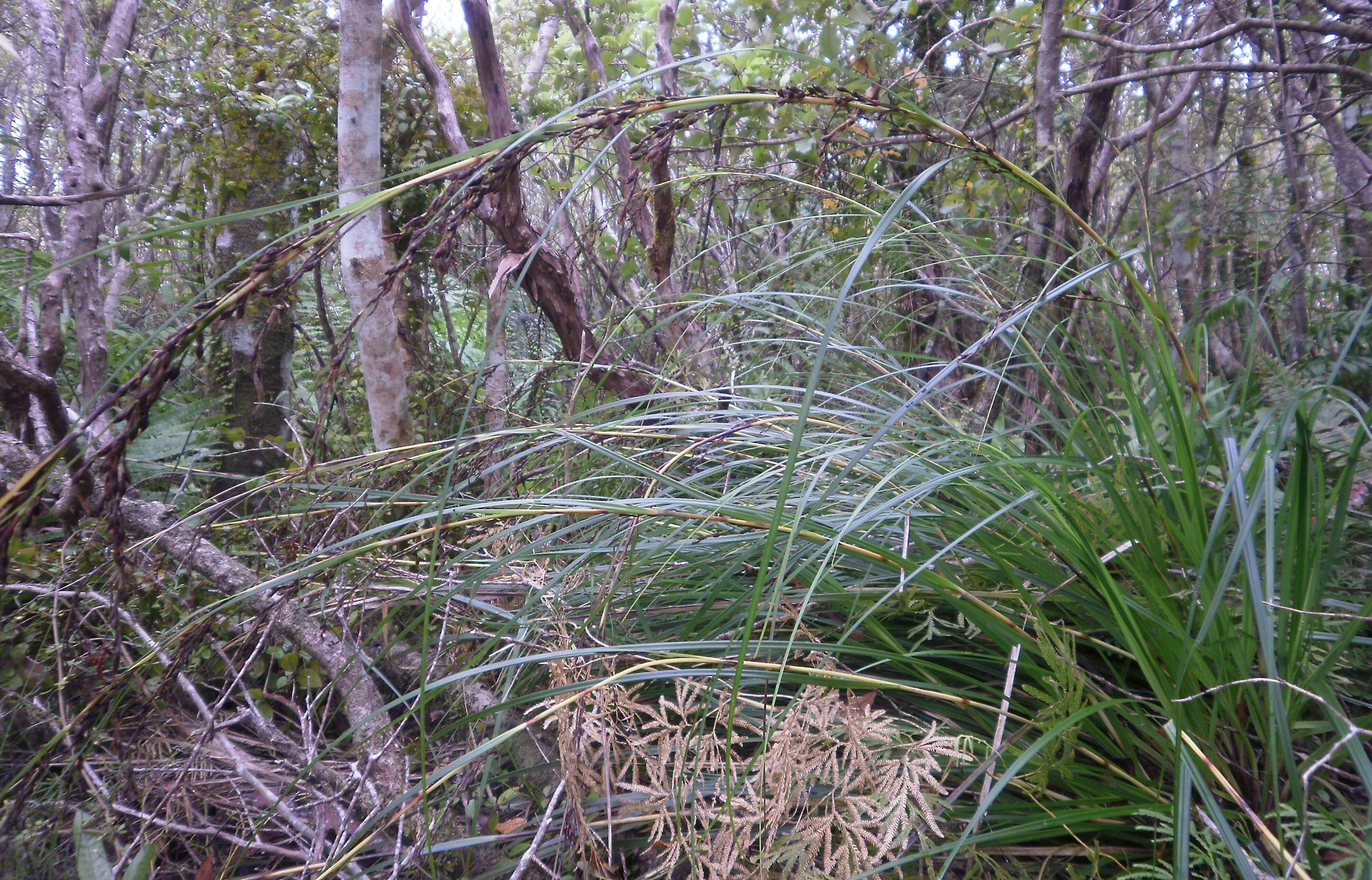 Imagem de Gahnia setifolia (A. Rich.) Hook. fil.