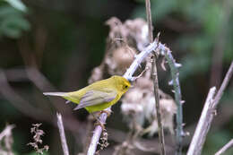 Image of Wilson's Warbler