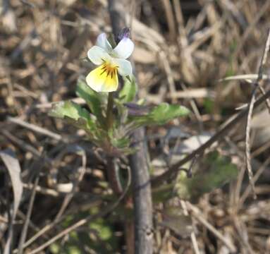 Слика од Viola arvensis Murray