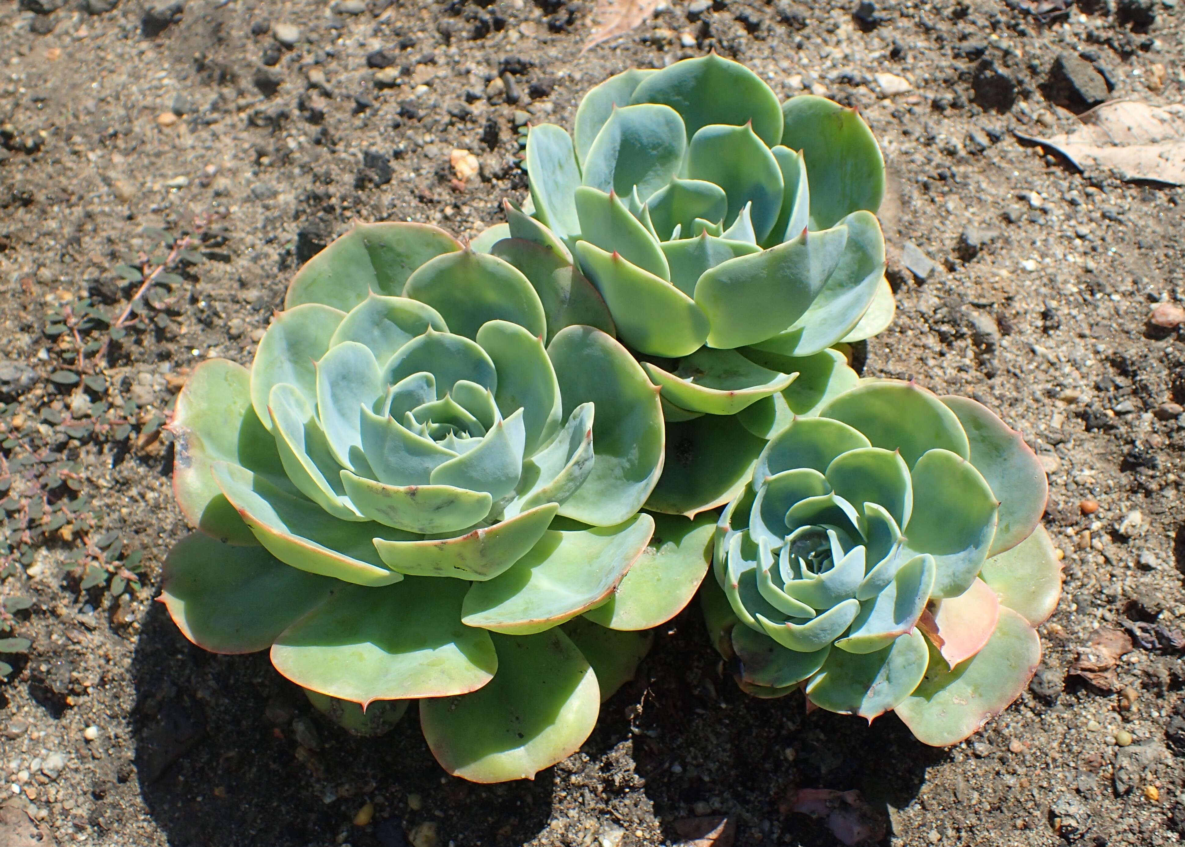 Image of hens and chicks