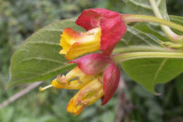 Imagem de Lonicera involucrata (Richards.) Banks ex Spreng.