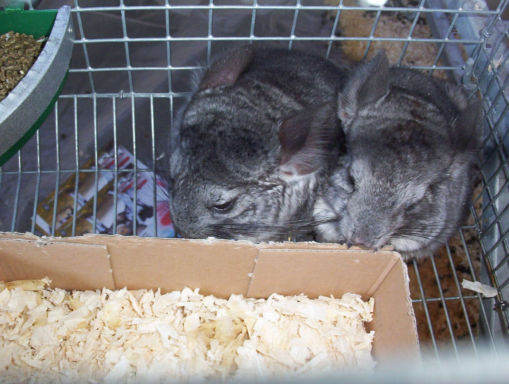 Image of Long-tailed Chinchilla