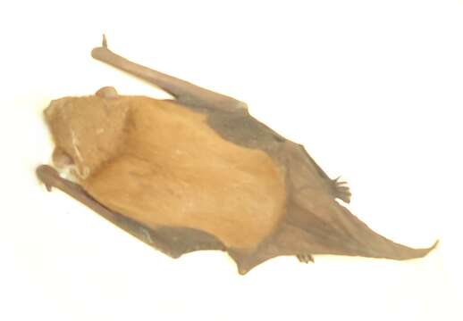 Image of Asiatic Lesser Yellow House Bat