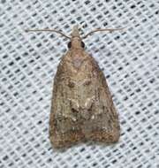 Image of Tufted Apple Bud Moth