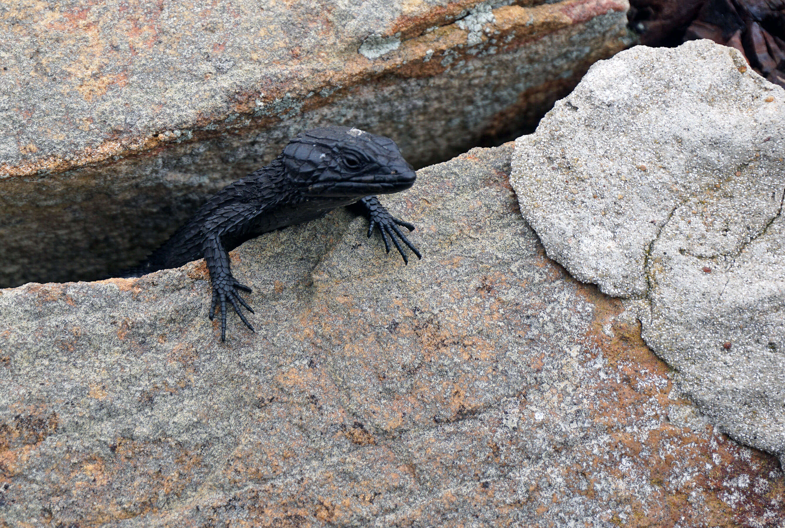 Image of Black girdled lizard