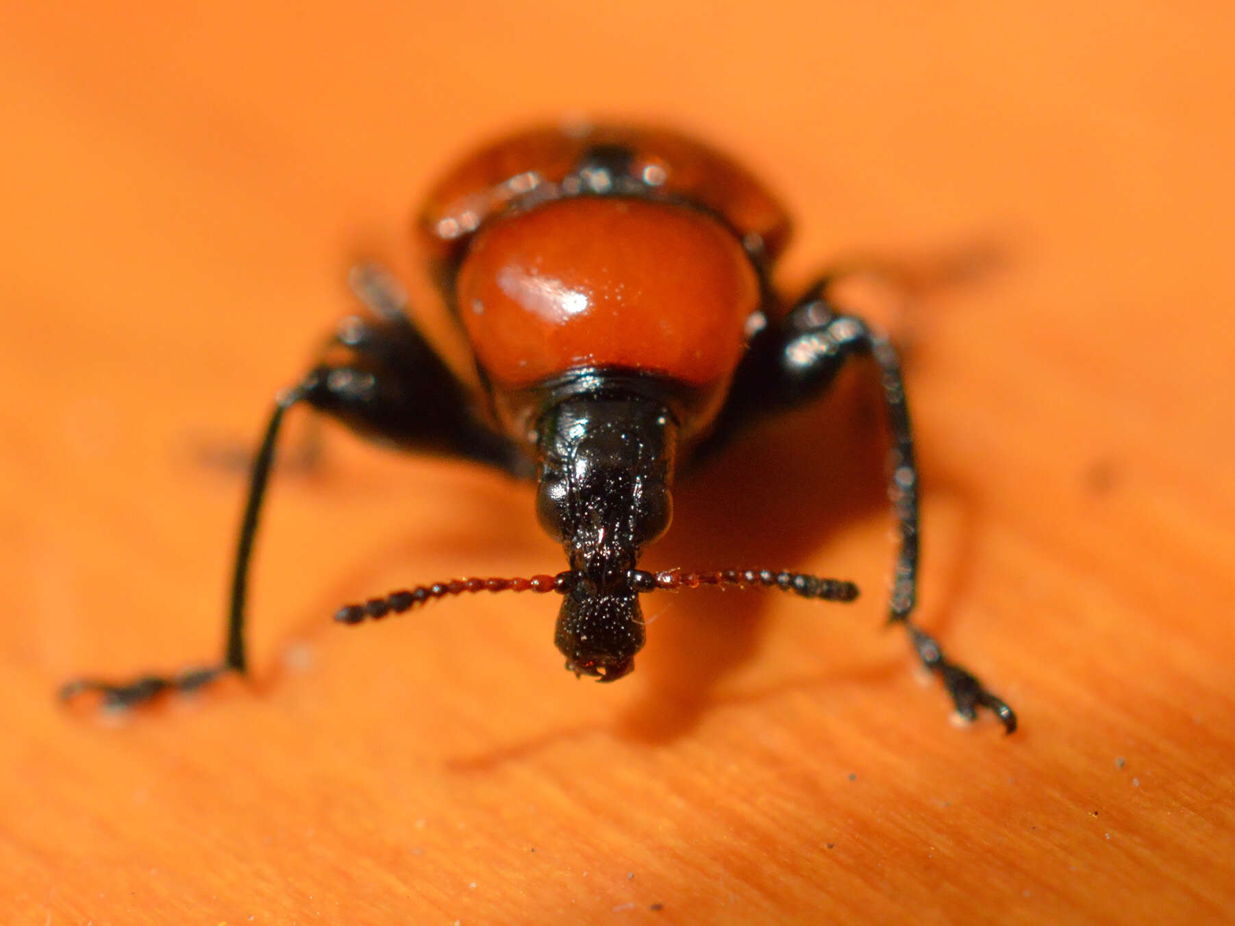 Image of Oak Leaf-roller