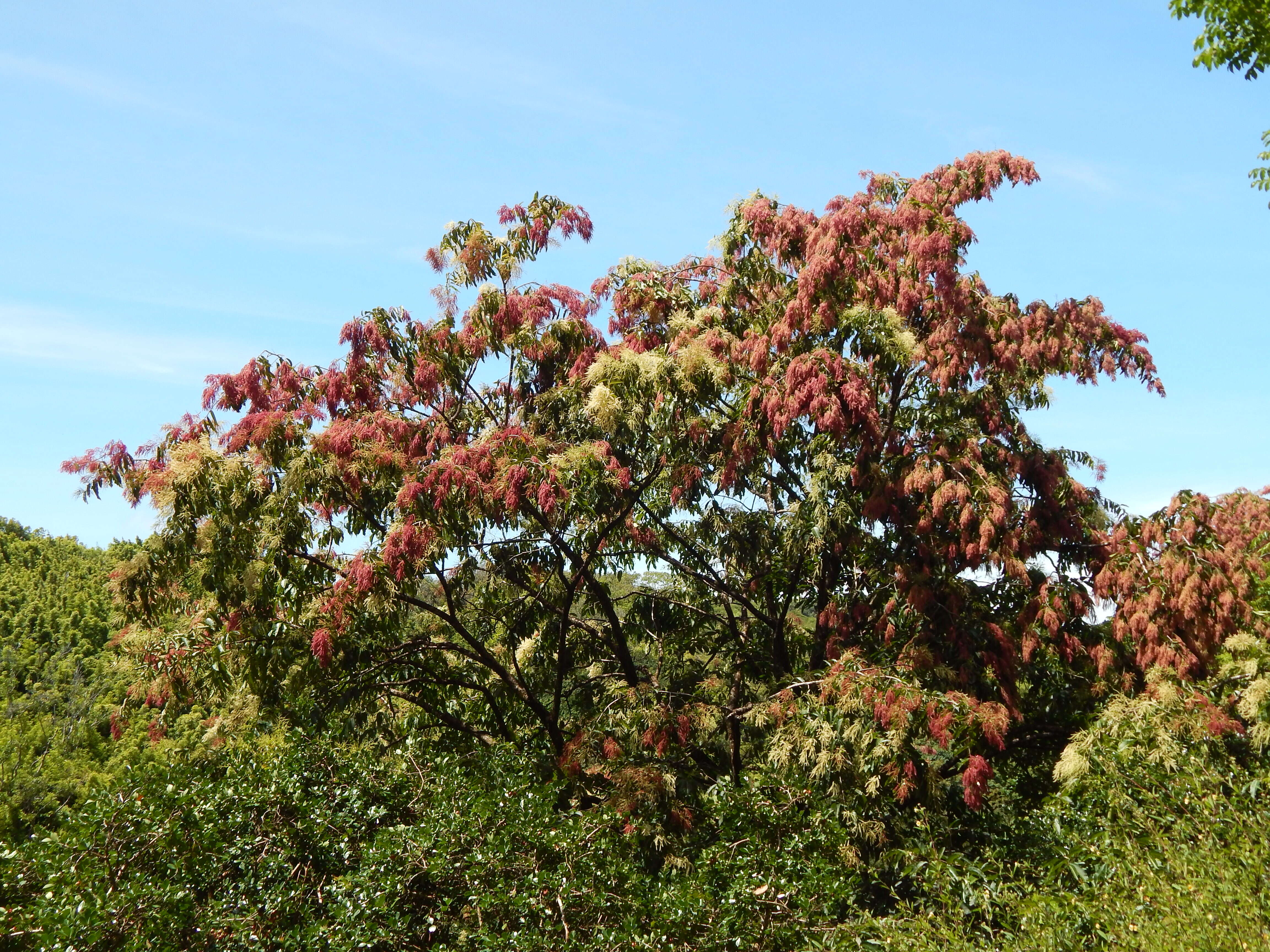 Sivun Terminalia myriocarpa Van Heurck & Müll. Arg. kuva