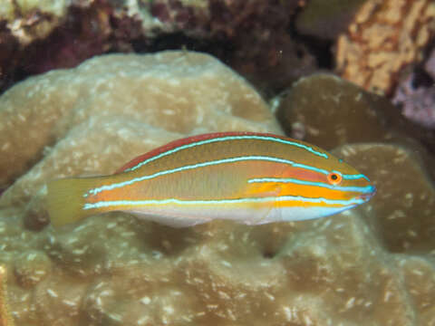 Image of Blue-ribbon wrasse