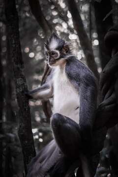 Image of North Sumatran Leaf Monkey